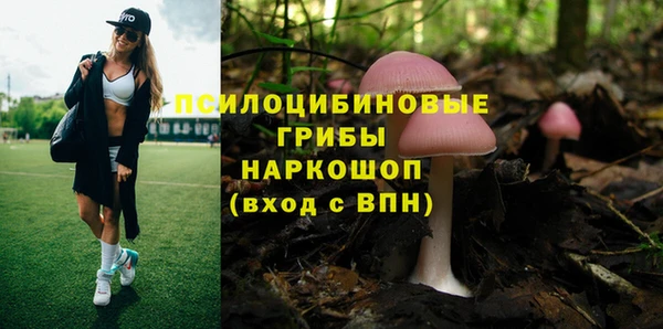 гашик Алексин